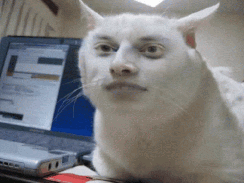 White Cat Sitting in Front of Lenovo Laptop