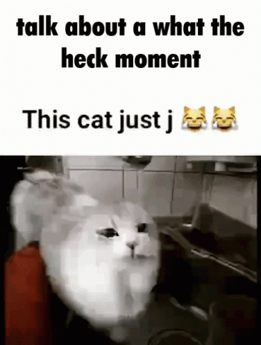 White Cat Sitting in Kitchen Sink Saying What The Heck