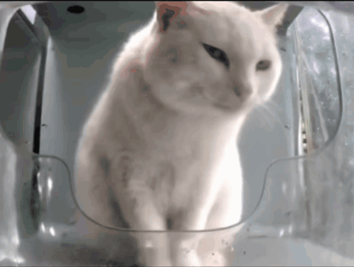 White Cat Sitting in Plastic Container