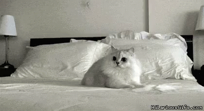 White Cat Sitting on Bed