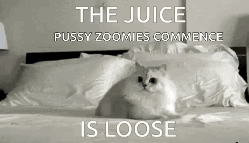 White Cat Sitting on Bed