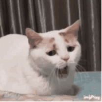 White Cat Sitting on Bed With Open Mouth