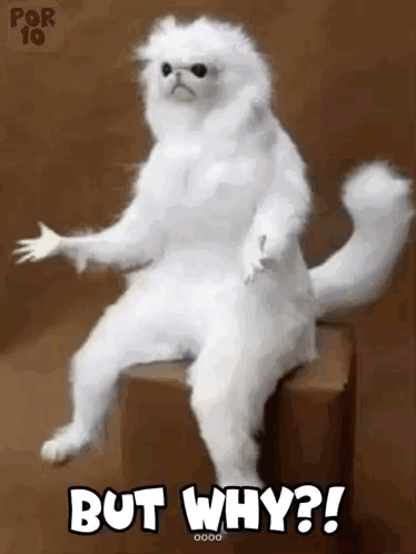 White Cat Sitting on Box Saying But Why
