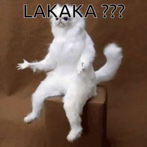 White Cat Sitting on Box Saying Lakaka