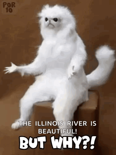 White Cat Sitting on Box Saying The Illinois River Is Beautiful But Why