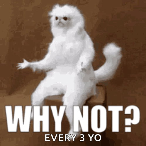 White Cat Sitting On Box Saying Why Not Every 3 Yo GIF