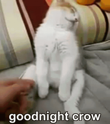 White Cat Sitting On Couch Goodnight Crow GIF