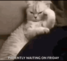 White Cat Sitting On Lap Looking At Camera GIF