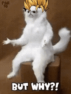 White Cat Sitting on Stool with But Why