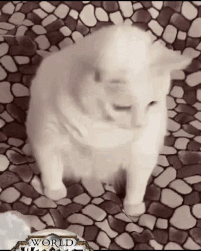 White Cat Sitting on Tiled Floor