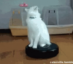 White Cat Sitting on Vacuum Cleaner