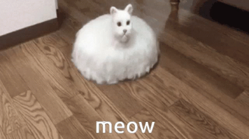 White Cat Sitting on Wooden Floor Saying Meow