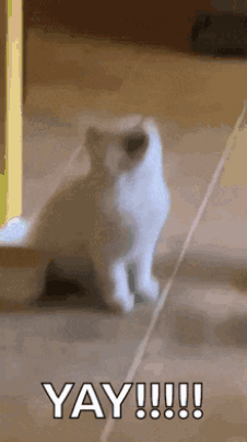 White Cat Sitting With Open Mouth Yay GIF