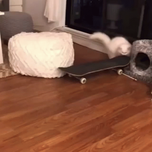 White Cat Skateboarding GIF