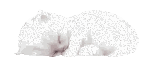 White Cat Sleeping