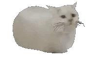 White Cat Spinning Slow GIF