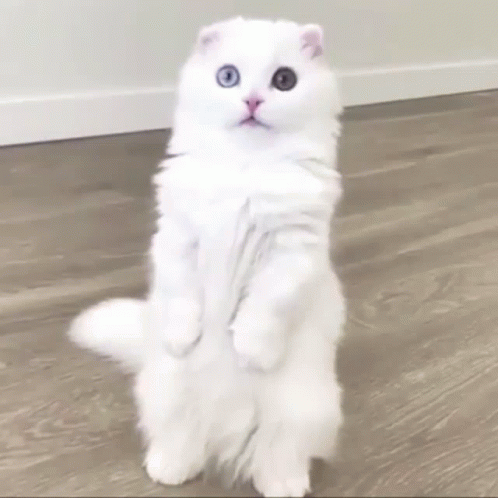 White Cat Standing Confused GIF