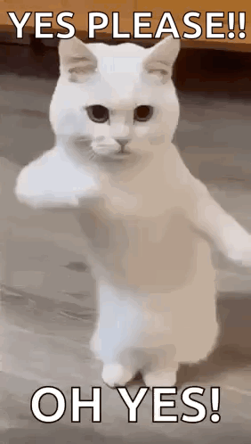 White Cat Standing Giving Thumbs Up