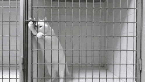 White Cat Standing In Cage GIF