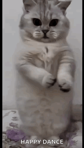 White Cat Standing on Hind Legs