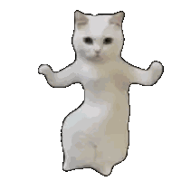 White Cat Standing on Hind Legs