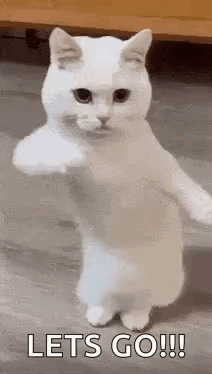 White Cat Standing On Hind Legs Fist GIF