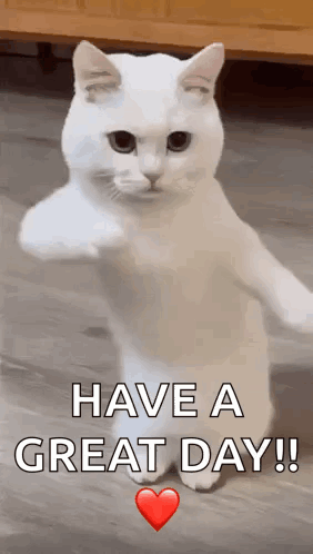 White Cat Standing on Hind Legs Giving Fist Bump