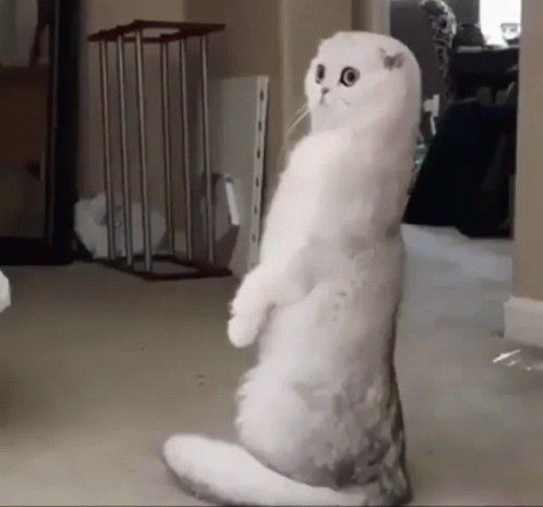 White Cat Standing on Hind Legs Looking at Camera