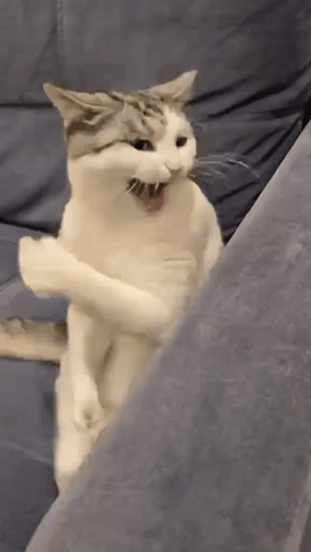 White Cat Standing on Hind Legs on Couch