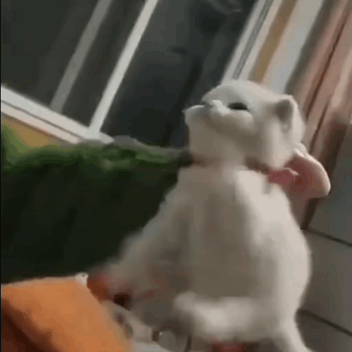 White Cat Standing on Hind Legs