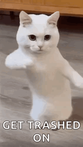 White Cat Standing On Hind Legs With Paw In Air GIF