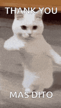 White Cat Standing Saying Thank You Mas Dito