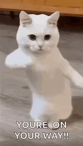 White Cat Standing With Fist In Air GIF