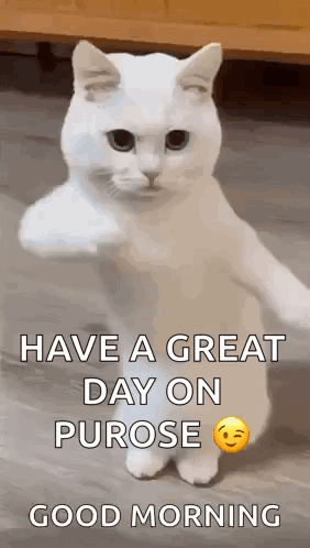 White Cat Standing With Have a Great Day