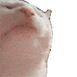White Cat Sticker GIF