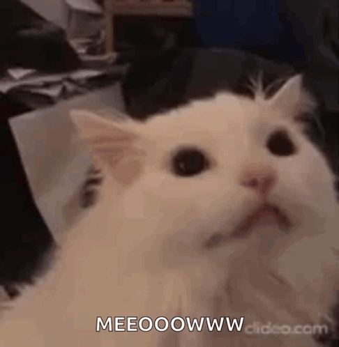 White Cat Surprised Looking at Camera