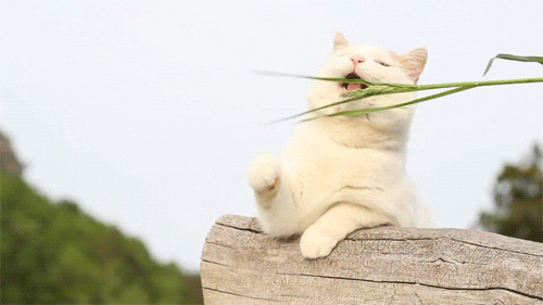 White Cat Tease Around With Grass GIF