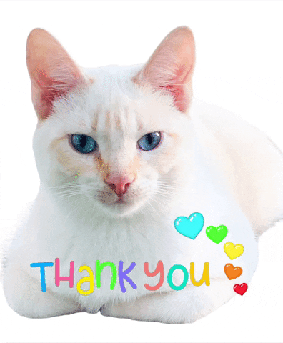 White Cat Thank You GIF