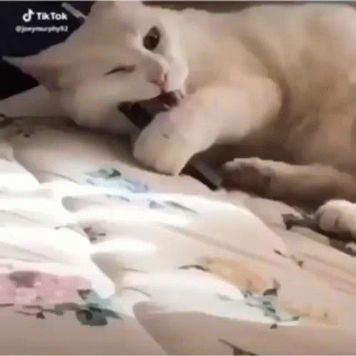 White Cat Vape GIF