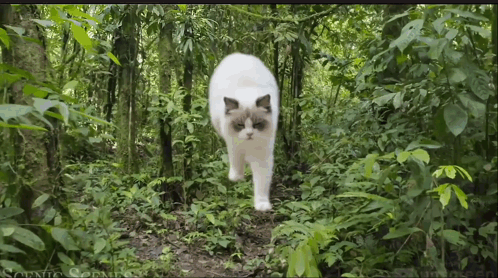 White Cat Walking In Forest Scenic Openings GIF