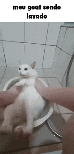 White Cat Washed in Bowl Meu Goat Sendo Lavado