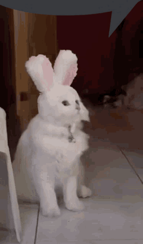 White Cat Wearing Bunny Ears