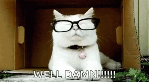 White Cat Wearing Glasses Sitting in Box