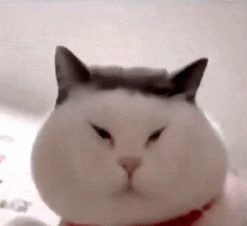 White Cat Wearing Red Collar GIF
