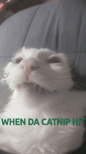 White Cat When Da Catnip Hits