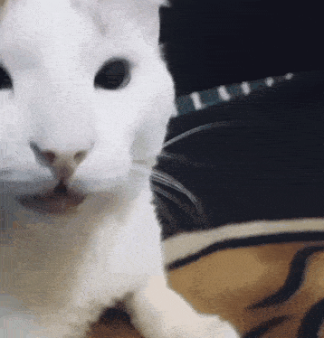White Cat with Black Collar