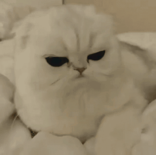 White Cat with Black Eyes Looking at Camera