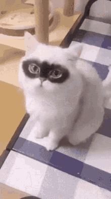 White Cat With Black Mask On Checkered Table GIF