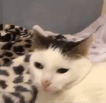 White Cat With Black Spot Laying on Leopard Print Blanket