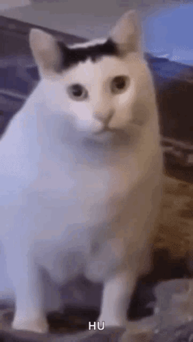 White Cat With Black Spot Sitting GIF